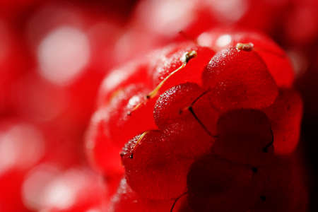 Fresh raspberry  Close up  Narrow depth of field の写真素材