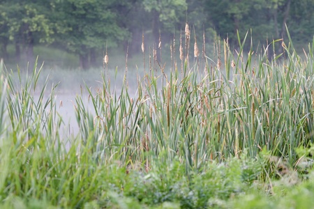Reed on the forest lake  Summer morning の写真素材