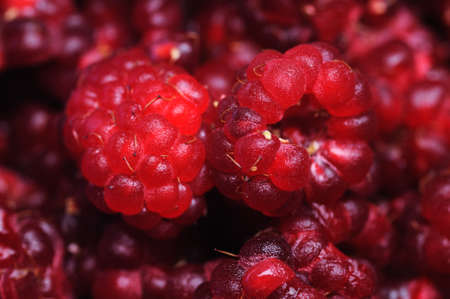 Fresh raspberry  Close up  Narrow depth of field の写真素材