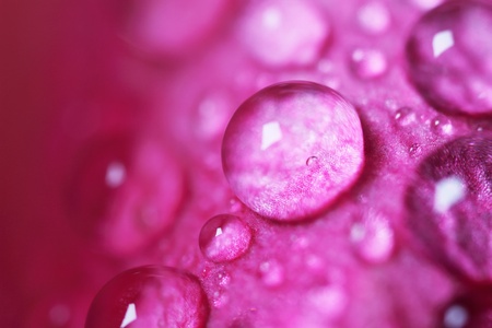 Close-up of rose flower with dew drops  Pink color の写真素材