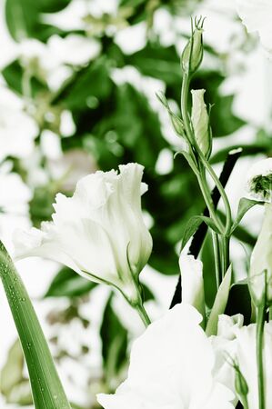 Green flower buds in the spring bouquet  Close-up の写真素材