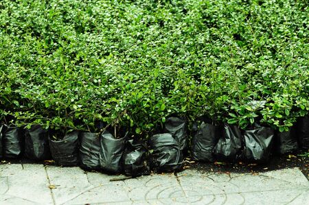 Small tropical plants in the black plastic bags の写真素材