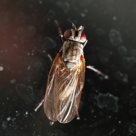 Fly on the dirty window glass  Macro  Narrow depth of field の写真素材
