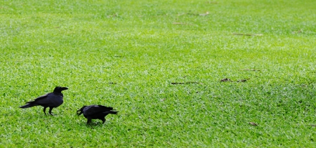 Two black crows on the green meadow の写真素材