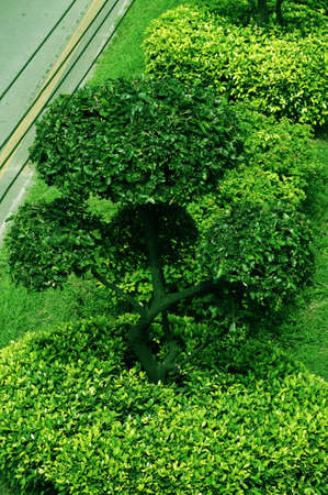 Green tree on the street of the Bangkok  Thailand 