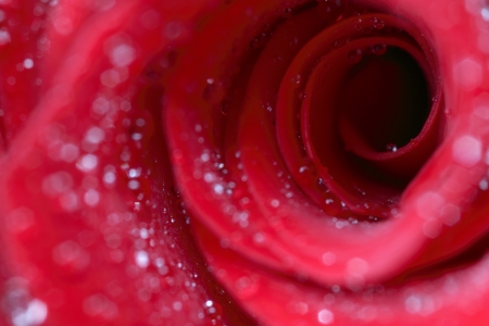 Beautiful red rose with small dew drops  Close-up の写真素材