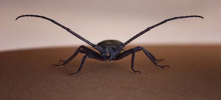 Beetle の写真素材