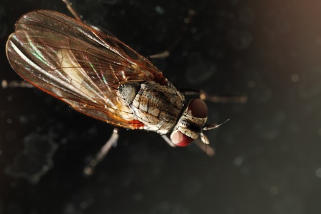 Fly on the dirty window glass  Macro  Narrow depth of field の写真素材