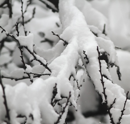 Winter trees  Snow on the tree branches  Close-up の写真素材