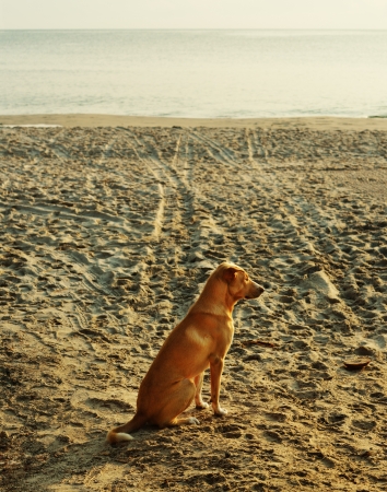 Dog is sitting on ocean coast の写真素材