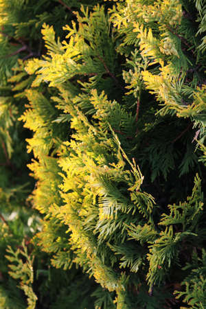 Thuja in spring park  Close-up の写真素材