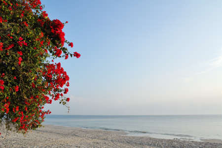 Big bush in bloom on white sand beach の写真素材