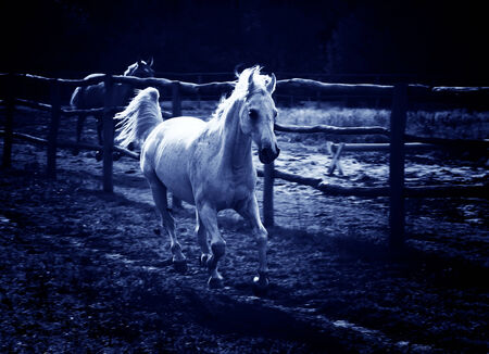 Running horses on small rural farm.の写真素材