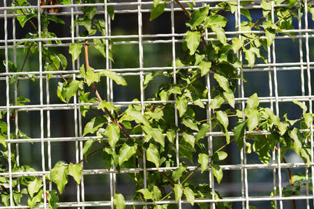 Green plant on the metal fence.の写真素材