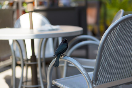 Black bird sits on chair in cafe.の写真素材