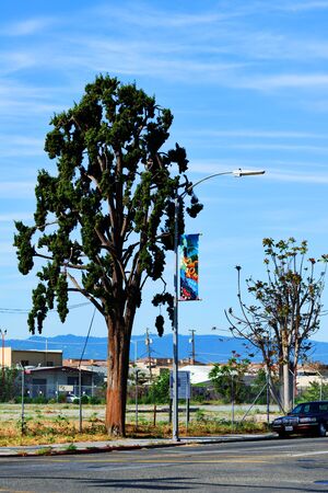 SAN JOSE - MARCH 26: Beautiful street view in downtown of San Jose. San Jose, California - March 26, 2015.のeditorial素材