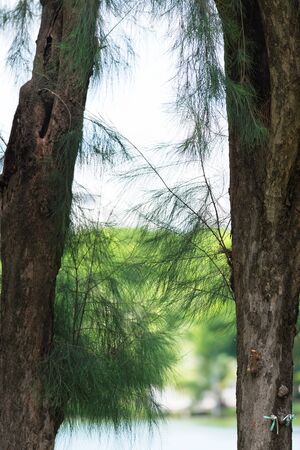 Beautiful tropical tree in Bangkok's park.