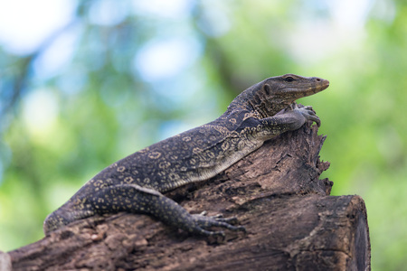 Water Monitro-  Varanus Salvator in Lumphini park, Bangkok.