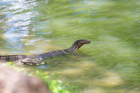 Water Monitro-  Varanus Salvator in Lumphini park, Bangkok.の写真素材