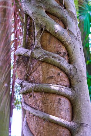 Beautiful tropical plants. Close-up. Nature background.