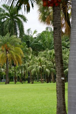 Tropical plants. Nature background.の写真素材