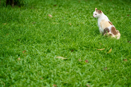Cat on the green grass in the park.の写真素材