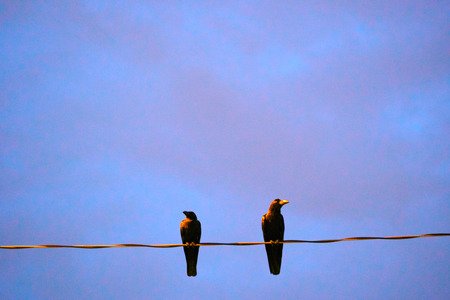 Two crows are sitting on the cable.