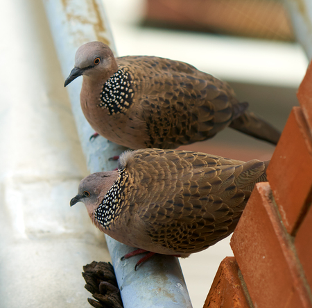 Spotted dove sits on the metal tube in the city.の写真素材