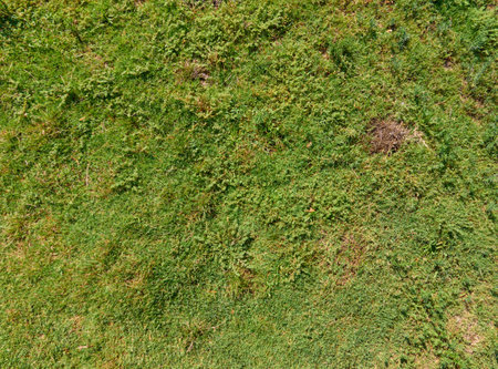 Green grass texture. Green grass background. Green grass texture background.の写真素材