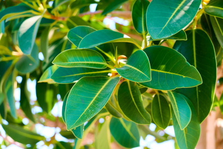 Close up of green leaves of ficus elastica or rubber treeの写真素材