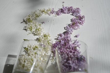 Heart of purple and white lilac.のeditorial素材