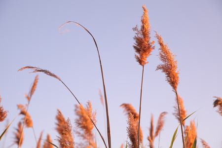 reeds on the lake just before sunset