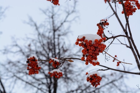 Background with bright red berries of mountain ash under snowの写真素材
