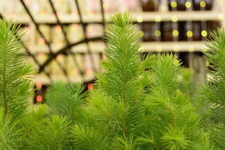 Young green fir-tree branches closeup, christmas backgroundの写真素材