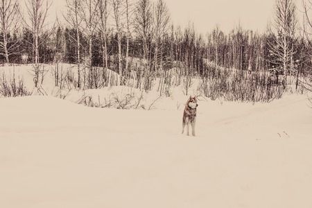 Siberian Husky in the winter forest. tintedの写真素材
