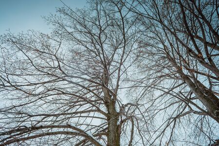 Dark vintage background with black trees without leaves. Art grunge background. Retro style.の写真素材