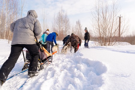 Russia. Kazan. 14 Feb. Dog sled team of siberian huskies out mushing on snow pulling a sled that is out of frame through a winter landscapeの写真素材