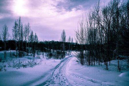 winter forest covered with snow. tintedの写真素材