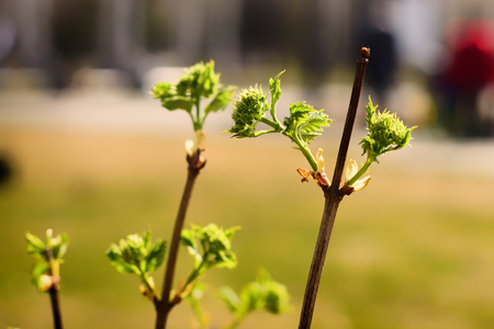 young shoot in background blue sky in sunny spring dayの写真素材