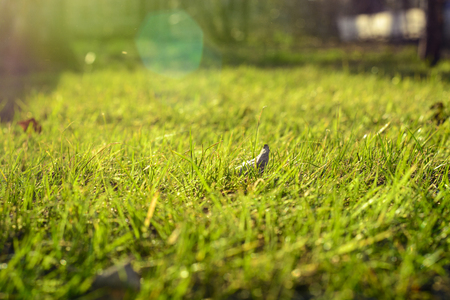 Spring green grass in the rays of the sun. Abstract natural backgrounds.の写真素材