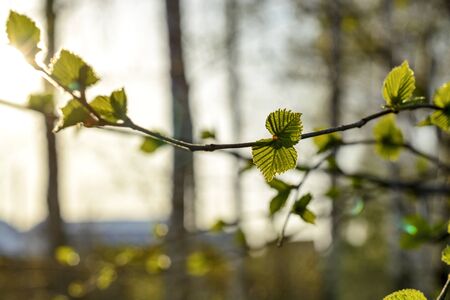Young first fresh green leaves on a branch in the sunの写真素材