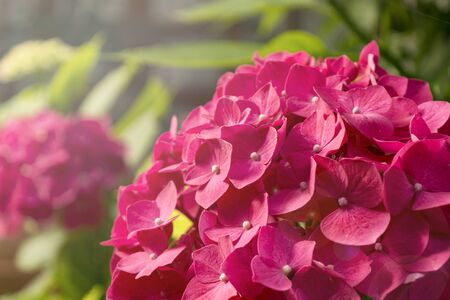 Small pink flowers blooming against the sunshine