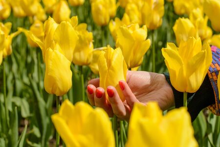 Female hand with red nail touching yellow tulip in gardenの写真素材