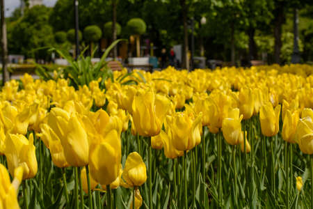 Lots of fresh yellow tulips in city Parkの写真素材