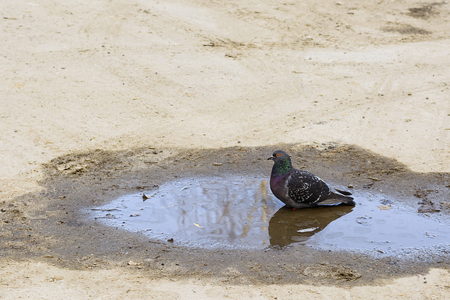 Pigeon drinking and playing water in the gardenの写真素材