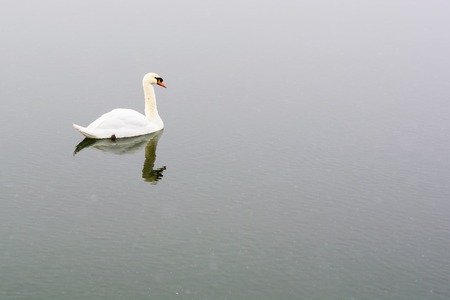 White swan swim on the lake in the city park. Proud and beautiful bird. Dark water in early spring.Toned.の写真素材