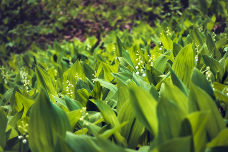 Fragrant Lily of the valley flower bellsの写真素材