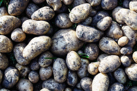 Background from the heap of raw and dirty potatoes in the rays of the bright sun in the field, the harvestの写真素材