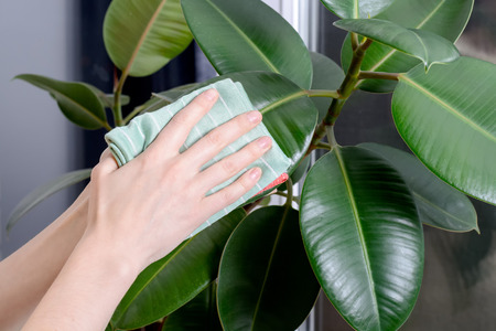 The young woman wipes the dust from the green leaves of ficus microfiber. Care of indoor plants