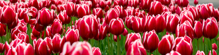 A banner of red and white tulips spring still life.の写真素材